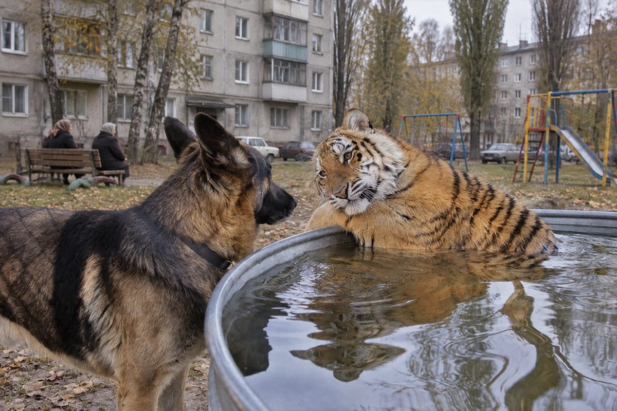 GPT Image 2.5: тигр и собака во дворе хрущёвки